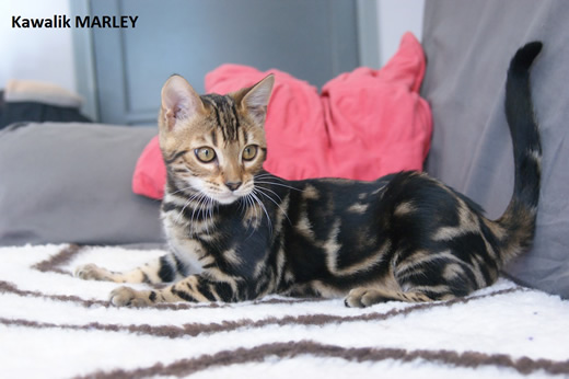 male bengal marble